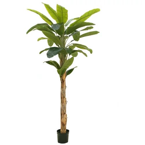 EUROPALMS - Banánfa, 220cm
