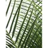 Kép 3/4 - EUROPALMS - Főnix pálma 220cm