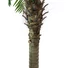 Kép 2/5 - EUROPALMS - Főnix pálma luxor 150cm