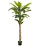 Kép 1/4 - EUROPALMS - Banánfa, 220cm