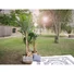 Kép 3/4 - EUROPALMS - Banánfa 220cm