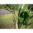 Kép 4/4 - EUROPALMS - Banánfa 220cm
