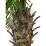 Kép 5/8 - EUROPALMS - Főnix pálma luxor 240cm
