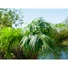 Kép 6/8 - EUROPALMS - Főnix pálma luxor 240cm
