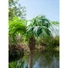 Kép 7/8 - EUROPALMS - Főnix pálma luxor 240cm