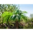 Kép 8/8 - EUROPALMS - Főnix pálma luxor 240cm