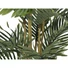 Kép 2/8 - EUROPALMS - Kentia pálma 140cm