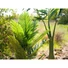 Kép 4/8 - EUROPALMS - Kentia pálma 140cm