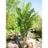 Kép 5/8 - EUROPALMS - Kentia pálma 140cm