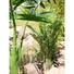 Kép 6/8 - EUROPALMS - Kentia pálma 140cm