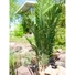 Kép 7/8 - EUROPALMS - Kentia pálma 140cm