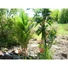 Kép 8/8 - EUROPALMS - Kentia pálma 140cm